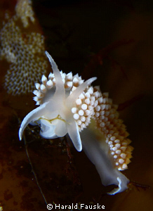 small nudibranch having a meal  :) by Harald Fauske 